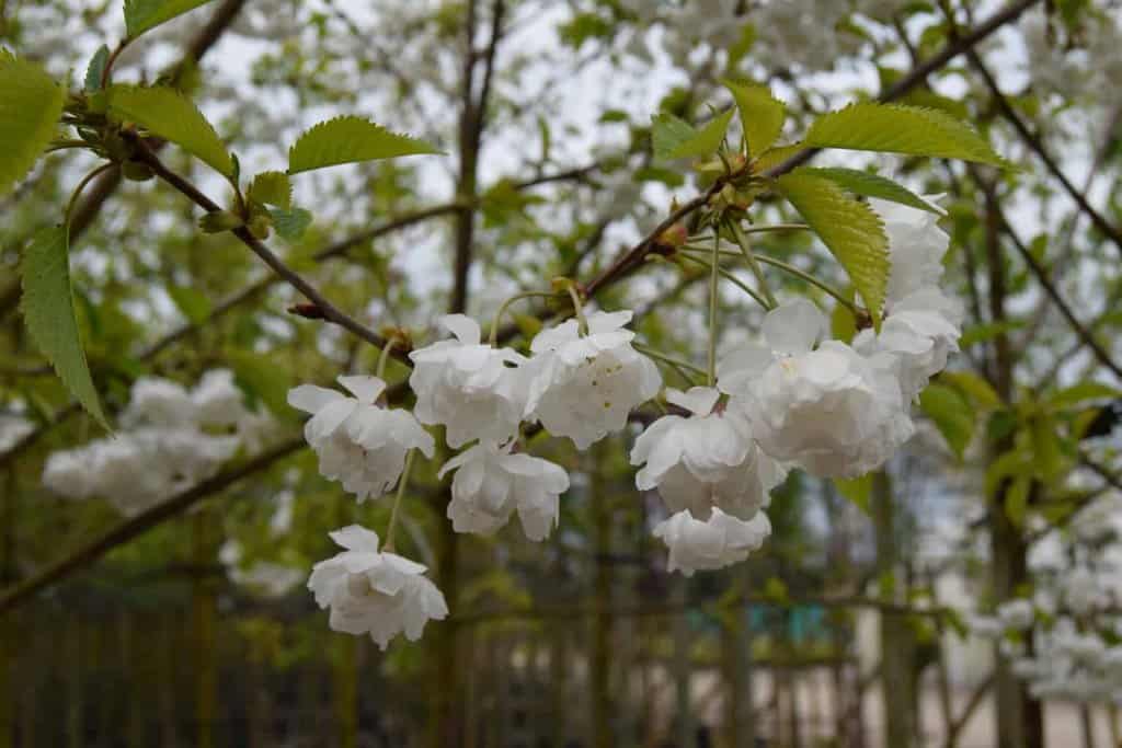 Prunus avium 'Plena' 6-8 LS